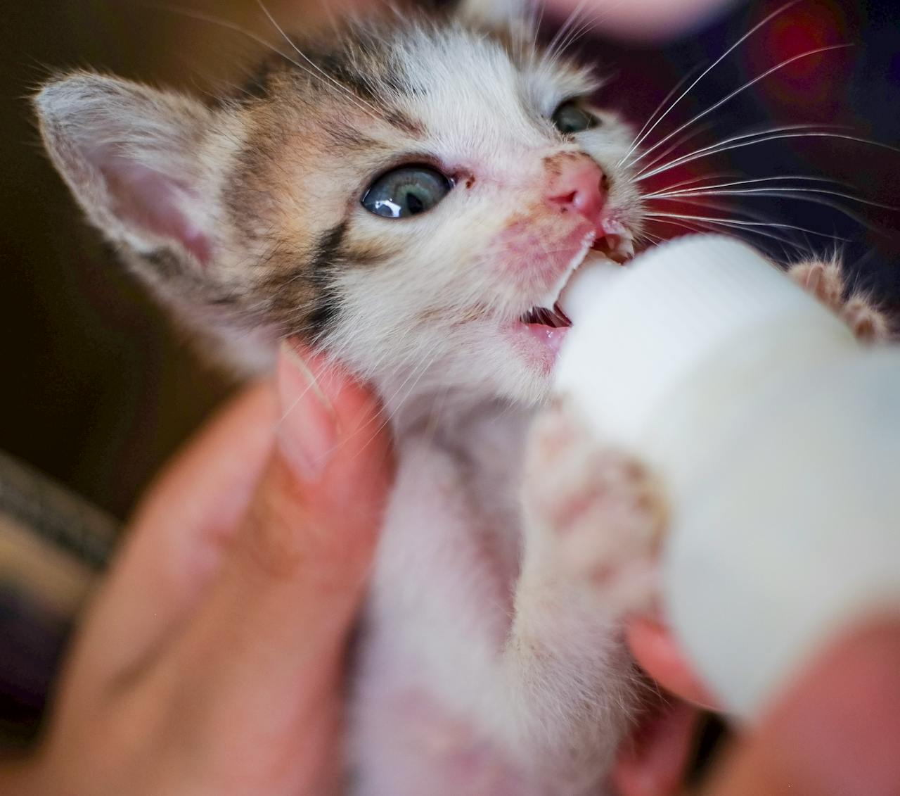 Close-up of a cute kitten being bottle-fed, showcasing human-animal bonding and care.