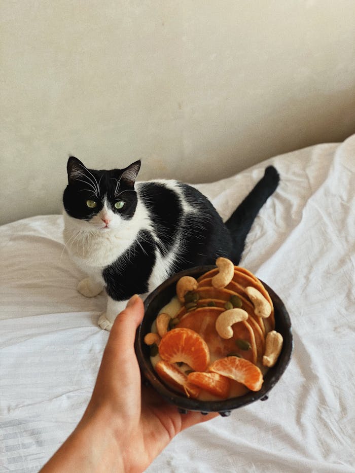 From above of crop unrecognizable owner showing bowl with delicious pancakes and ripe orange slices to curious cat sitting on bed at home